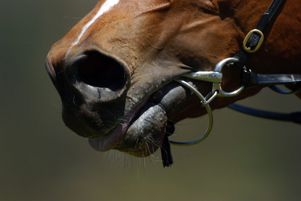 Close companion animal moment