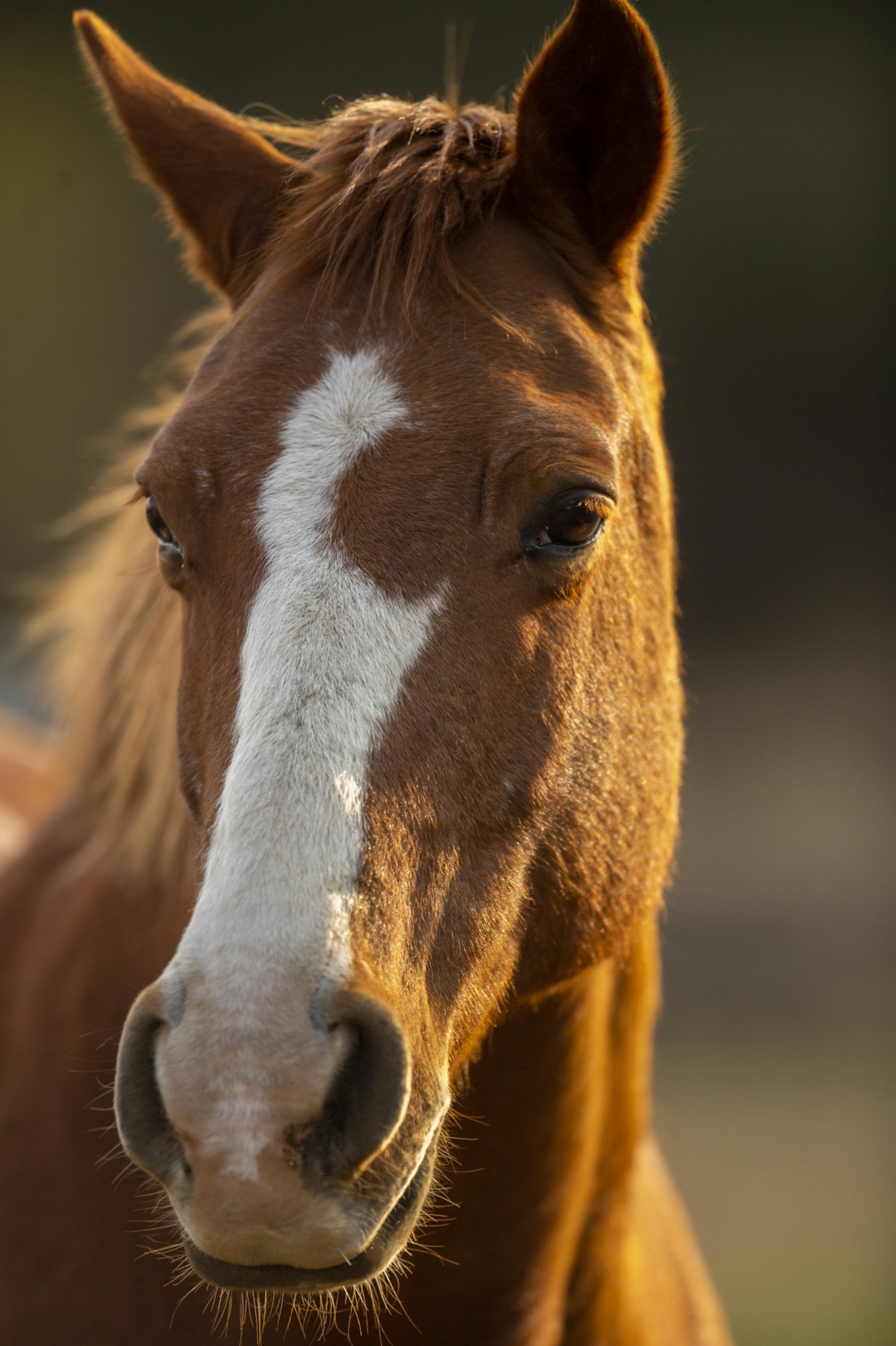 A calm horse in golden evening light — the kind of equine patient Dr. Davis treats
