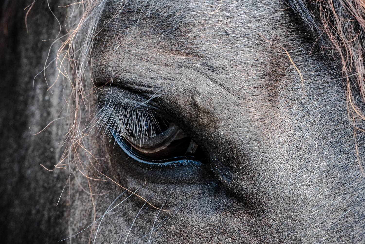 A horse and human together — emblematic of Dr. Davis' equine work